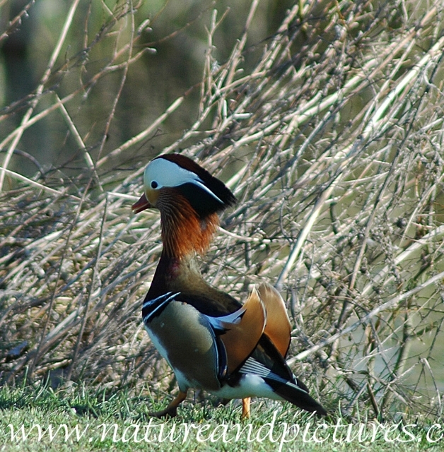 mandarin duck, mandarin ducks-1.JPG - MANDARIN DUCK - HAYLING ISLAND - MARCH 2005